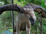 Tributes pour in for 1st captive-bred Philippine Eagle Pag-Asa Pag-asa the eagle