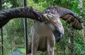 Pag-asa the eagle