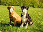 Pets and the pandemic: The impact our animals had on our mental health and wellbeing