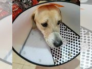 Bayanihan for a dog: Pet lovers send money, love to nearly killed ‘Joey’
