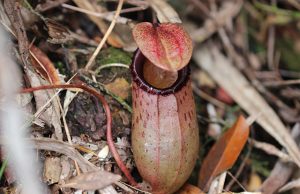 Pitcher plant
