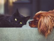 Cats don’t avoid strangers who behave badly towards their owners, unlike dogs
