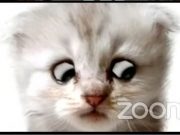 Lawyer appears as a kitten behind Zoom filter during court hearing Cat lawyer Zoom filter