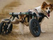 Thai shelter for disabled stray dogs threatened by pandemic