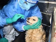 South Korean dog has its coronavirus test day
