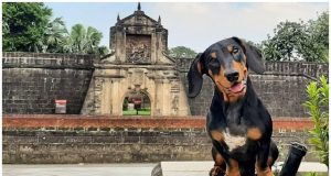 Dog in Fort Santiago