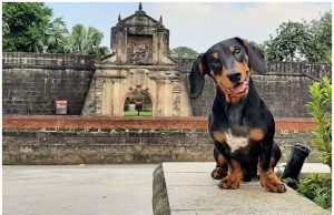 Dog in Fort Santiago