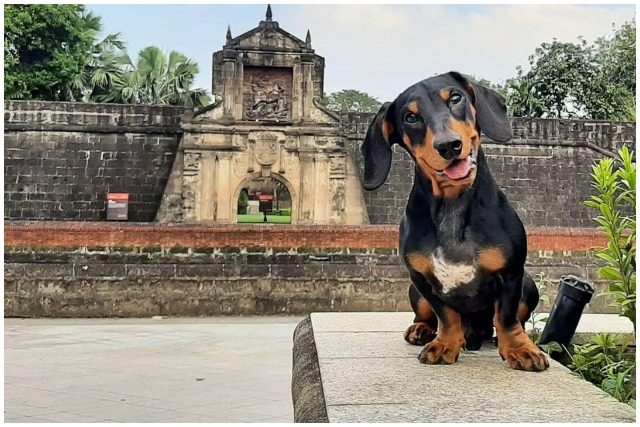 Dog in Fort Santiago