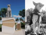 Memorial marker for hero dog Kabang to pay homage to ‘humility’ of aspins
