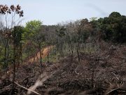 Forest rangers struggle to prevent poaching amid lockdowns