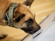 Trained on smelly socks, bio-detection dogs sniff out COVID-19