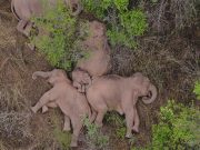 China’s wild elephants on the move again after day of rest