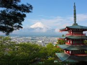 Lack of burial space is changing age-old funeral practices, and in Japan ‘tree burials’ are gaining in popularity