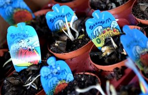 Carnivorous plants