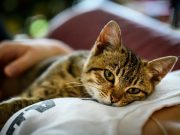 A purrfect match! Animal shelter puts lonely pets on Tinder Cat