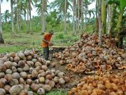 To boost coconut farming in Mindanao, groups to plant a million trees