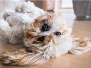 At home with your dog? Three ways to connect and lift your spirits