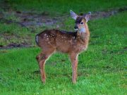 U.S. reports world’s first deer with COVID-19