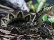 Brazilian viper venom may become tool in fight against coronavirus, study shows
