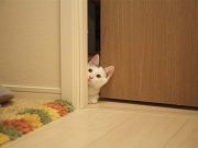 Can animals sense when an earthquake is about to happen?