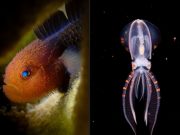 Anilao underwater photography competition to return December 1