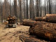 Over 100 global leaders pledge to end deforestation by 2030