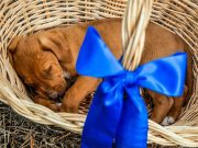 Pets are not Xmas presents: PAWS reminds Filipinos amid gifting season Dog in a basket