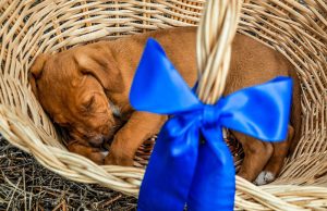 Dog in a basket