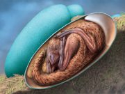Dinosaur embryo discovery: Rare fossil suggests dinosaurs had similar pre-hatching posture to modern birds