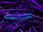 1 millipede, 1,306 legs: The world’s leggiest animal was discovered hiding in Western Australia