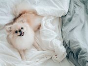 Have an Instagram account for your pet? Love sharing funny animal videos? You’re part of the cute economy