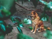Pet owners told to keep animals safe amid ‘Odette’ threat
