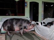 This little piggie became a giant sow — but her owner still loves her