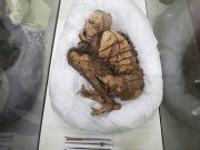 Ancient Peruvian mummy goes on show at Lima museum