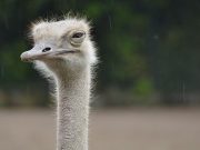 ‘2020 too?’ Flashbacks to QC incident as Pinoys learn about ostrich running loose in China Ostrich
