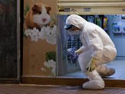 Hong Kong to cull 2,000 hamsters after COVID-19 outbreak