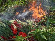 Lunar New Year flowers in flames as Hong Kong farmer burns unsold stock