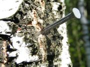 A living organism: 2022 electoral bets asked to stop nailing posters on trees Nail on a tree