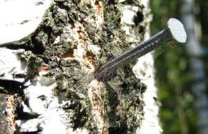 Nail on a tree