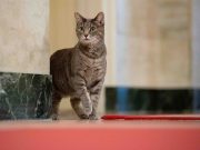 Bidens welcome Willow the cat to the White House