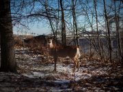 Discovery of Omicron in New York deer raises concern over possible new variants