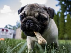 Picky eater pug gets int’l love after being featured on US-based page