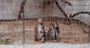Monkeys in Malabon Zoo