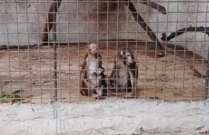 Monkeys in Malabon Zoo