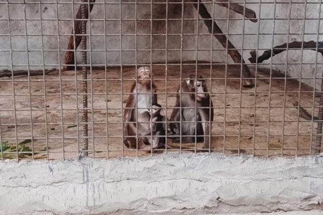 Monkeys in Malabon Zoo