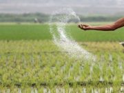 Philippines looks to import more rice in case of El Nino losses