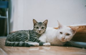 Cats