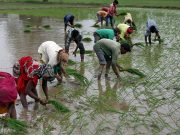 Philippines says Q1 agricultural output up 2.1% y/y by value Rice farmers