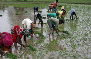 Rice farmers