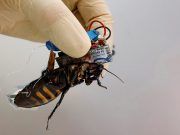 Meet Japan’s cyborg cockroach, coming to disaster area near you